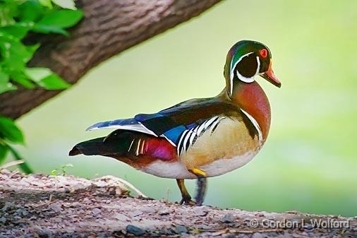 Wood Duck On The Edge_53563.jpg - Wood Duck (Aix sponsa) photographed at Ottawa, Ontario - the Capital of Canada.